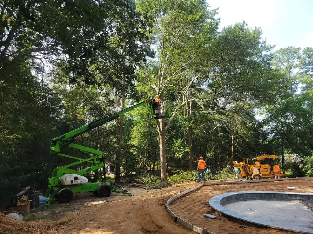 Local Tree Felling Service Near me in Randburg - Image 9