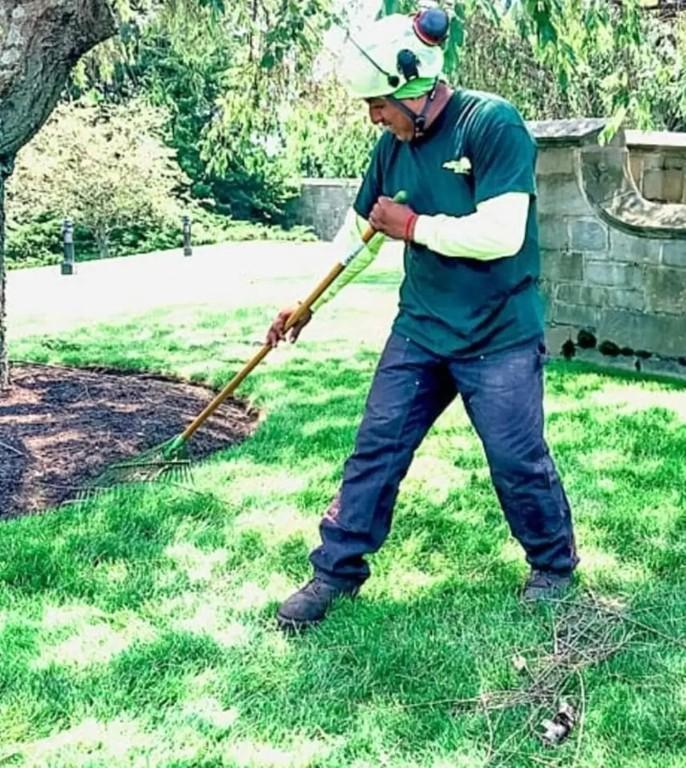 Local Tree Felling Service Near me in Randburg - Image 11