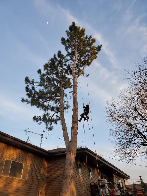 Local Tree Felling Service Near me in Randburg - Image 14
