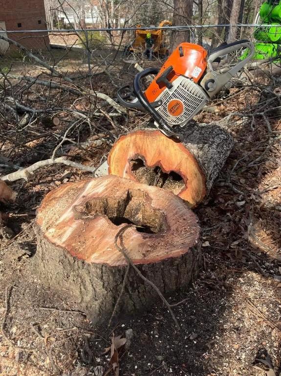 Local Tree Felling Service Near me in Randburg - Image 16