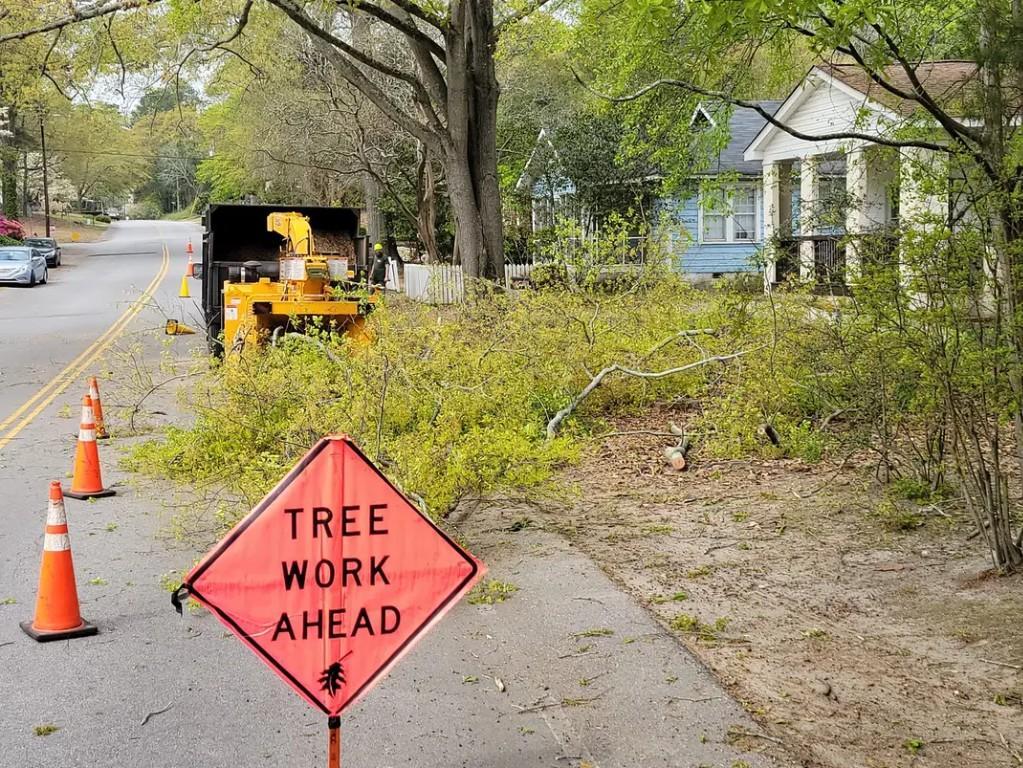 Local Tree Felling Service Near me in Randburg - Image 13