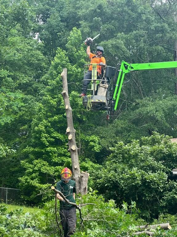 Local Tree Felling Service Near me in Randburg - Image 15