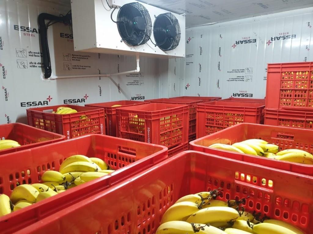 Banana Ripening Chamber Project Cost in India - Image 1