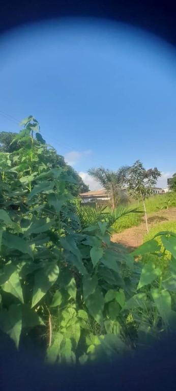 *TITLED 3PLOTS AMRAHIA, ACCRA* in Ejura - Image 3