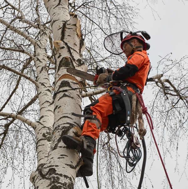 Tree Surgeons Rochdale in Wigan - Image 2