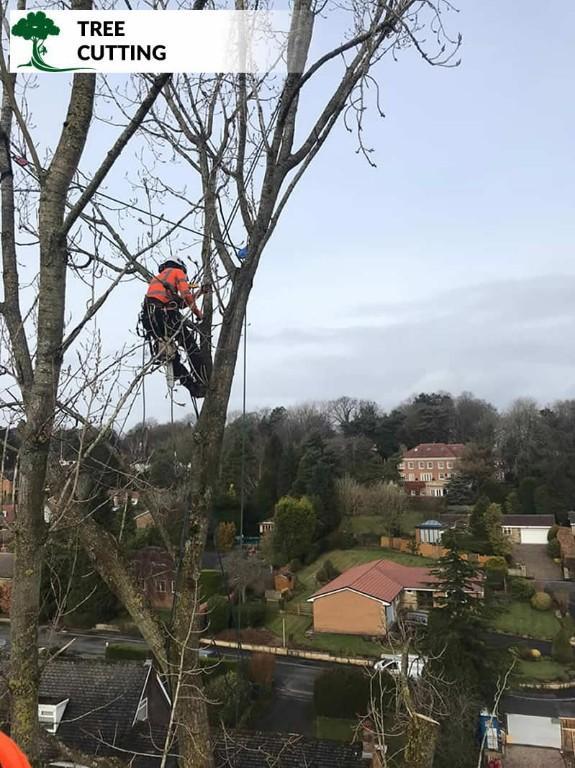 Tree Surgeons Rochdale in Wigan - Image 3