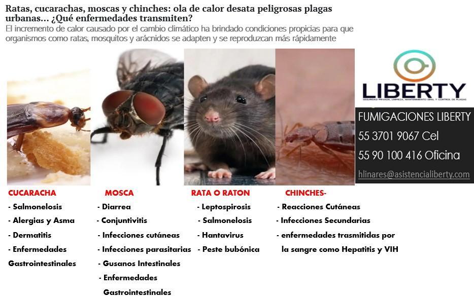 Fumigaciones y Control de Plagas LIBERTY en Ecatepec - Imagen 1