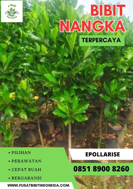 0851 8900 8260 ( Tsel )epollarise Bibit Nangka Sayur in Indonesia - Image 4