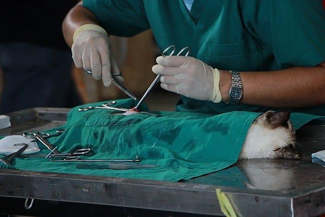 Veterinary Practice In Noida Sector 104 in Noida - Image 2