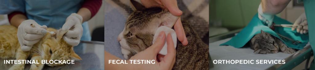 Veterinary Practice In Noida Sector 104 in Noida - Image 4