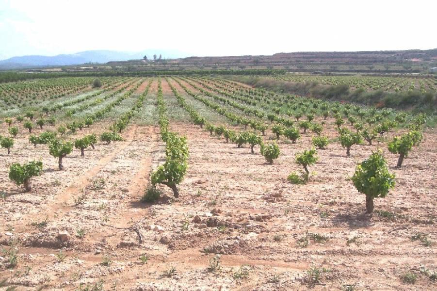 FINCA RÚSTICA EN ASPE en València - Imagen 1