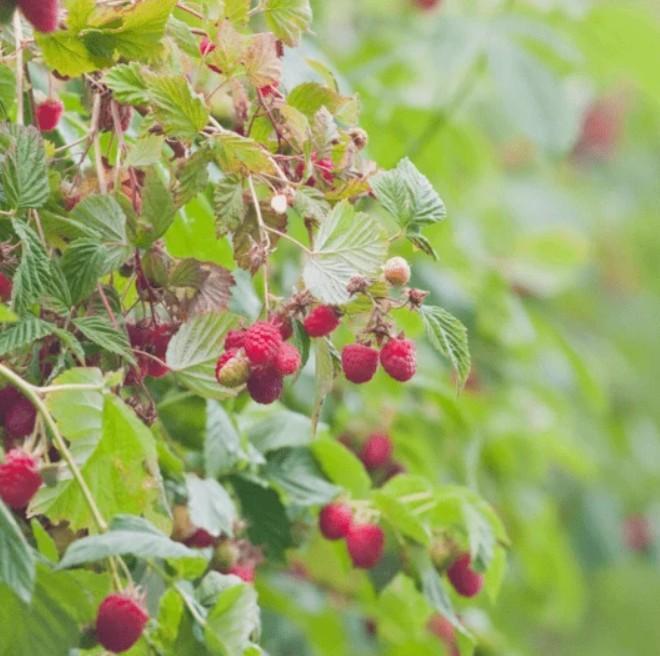 Red Delight Raspberry Plants for Your Garden in India - Image 1