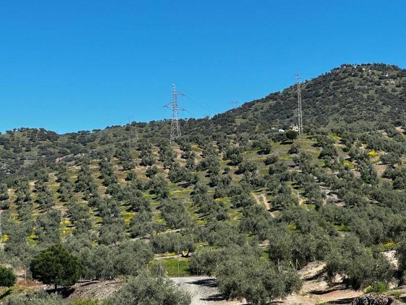 VENTA FINCA RUSTICA OLIVAR en Andújar - Imagen 1