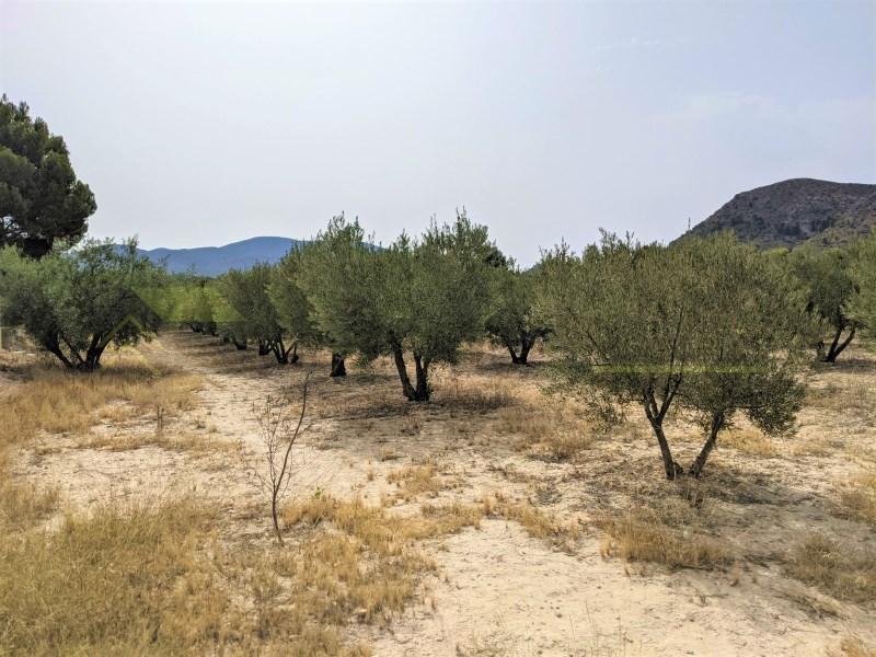 PARCELA RUSTICA EN CAMINO LOS DOLORES en Elda - Imagen 1