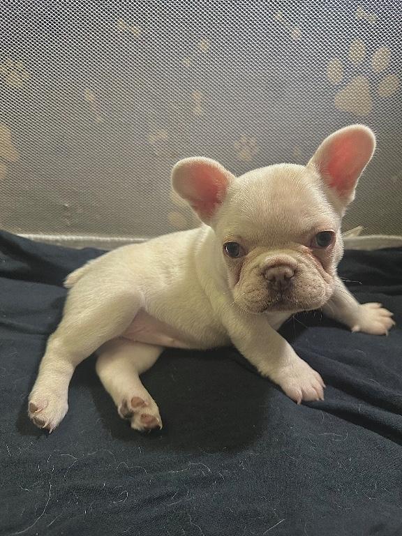 FLUFFY FRENCH BULLDOGS in Houston - Image 6