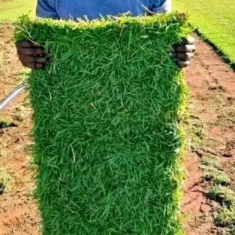TOP QUALITY INSTANT LAWN & LANDSCAPING. in Randburg - Image 6