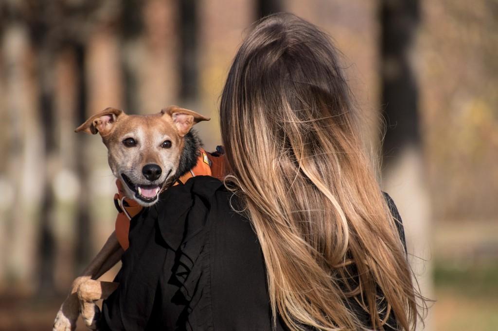 MovingBay – India’s Reliable Pet Relocation Service! in Shanti Nagar - Image 2