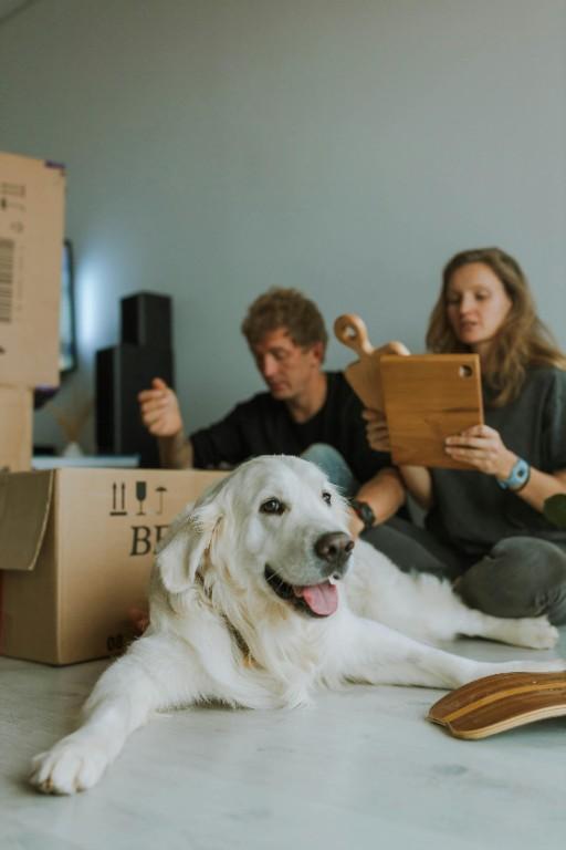 MovingBay – India’s Reliable Pet Relocation Service! in Shanti Nagar - Image 3