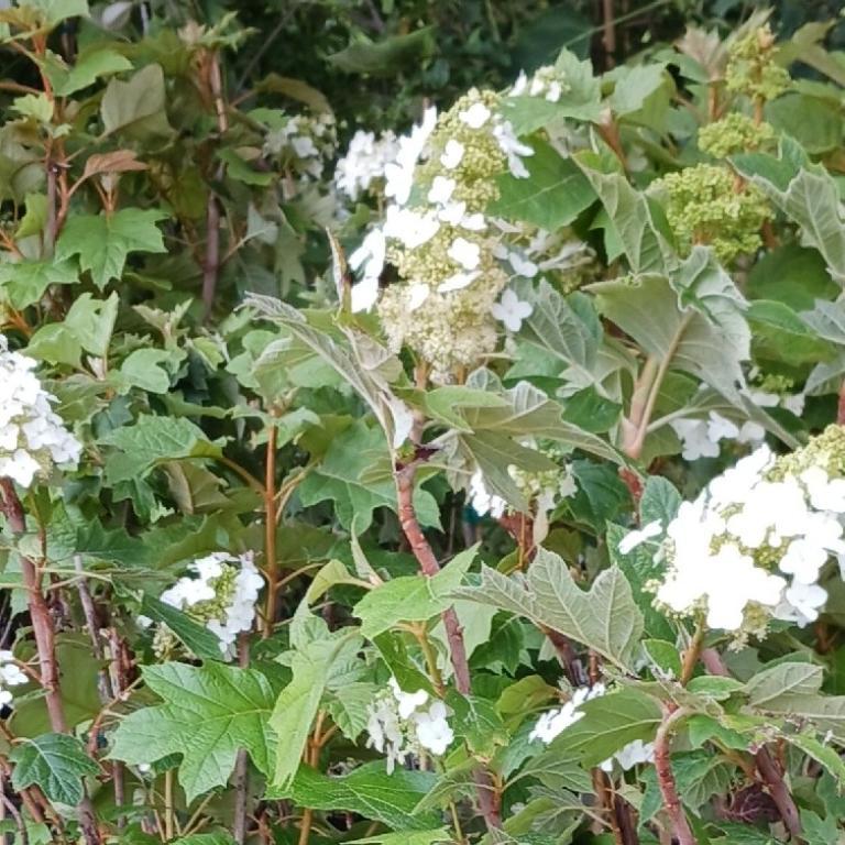Oakleaf Hydrangea Trees in Gresham - Image 1