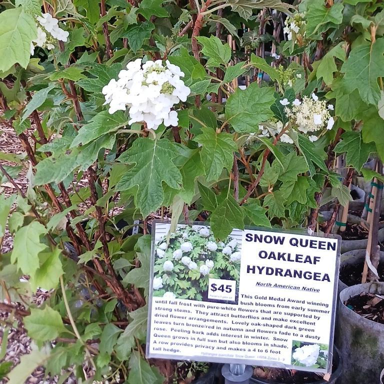 Oakleaf Hydrangea Trees in Gresham - Image 2