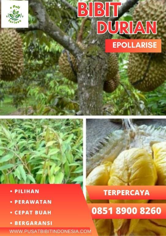 0851.8900.8260 (Tsel) epollarise Bibit Durian Yang Bagus in Indonesia - Image 1