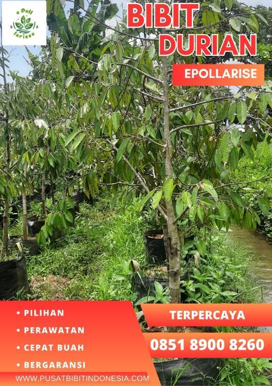 0851.8900.8260 (Tsel) epollarise Bibit Durian Yang Bagus in Indonesia - Image 2