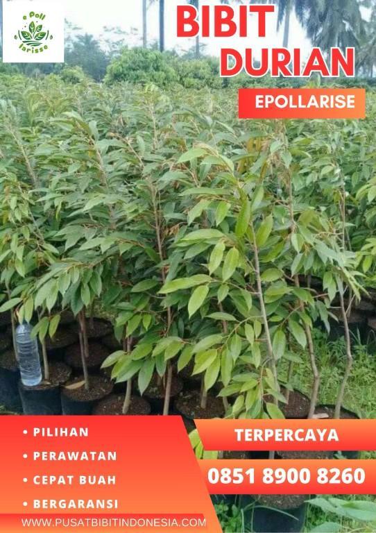 0851.8900.8260 (Tsel) epollarise Bibit Durian Yang Bagus in Indonesia - Image 3