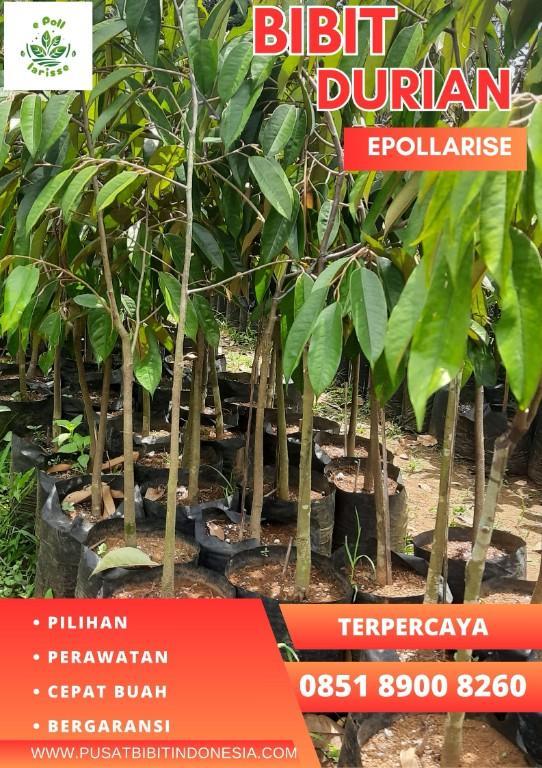 0851.8900.8260 (Tsel) epollarise Bibit Durian Yang Bagus in Indonesia - Image 4
