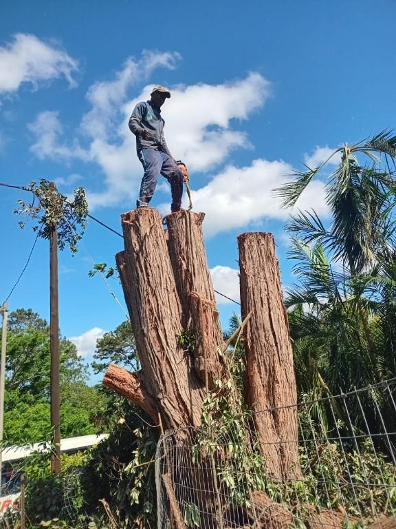 Smart Tree Felling in Johannesburg - Image 1