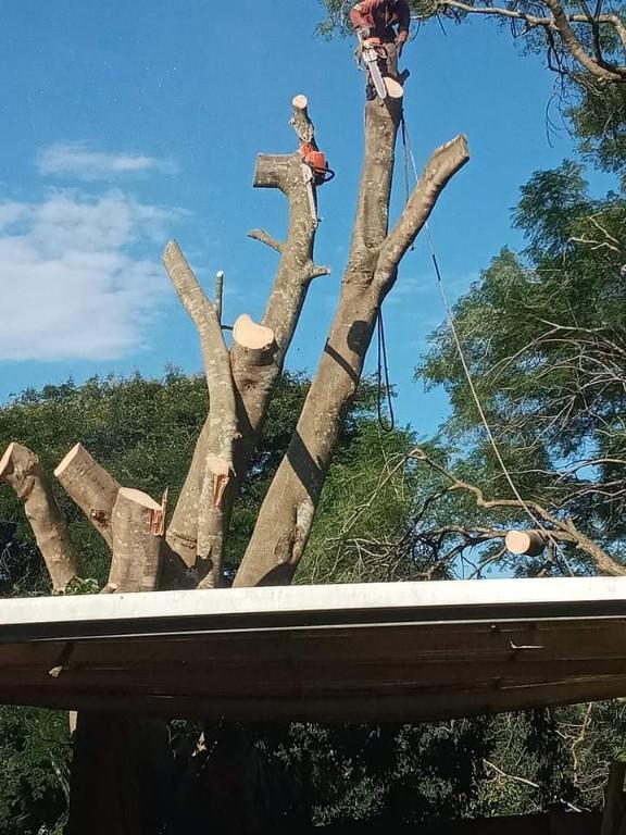Smart Tree Felling in Johannesburg - Image 2