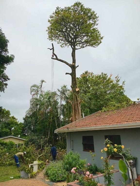 Smart Tree Felling in Johannesburg - Image 3