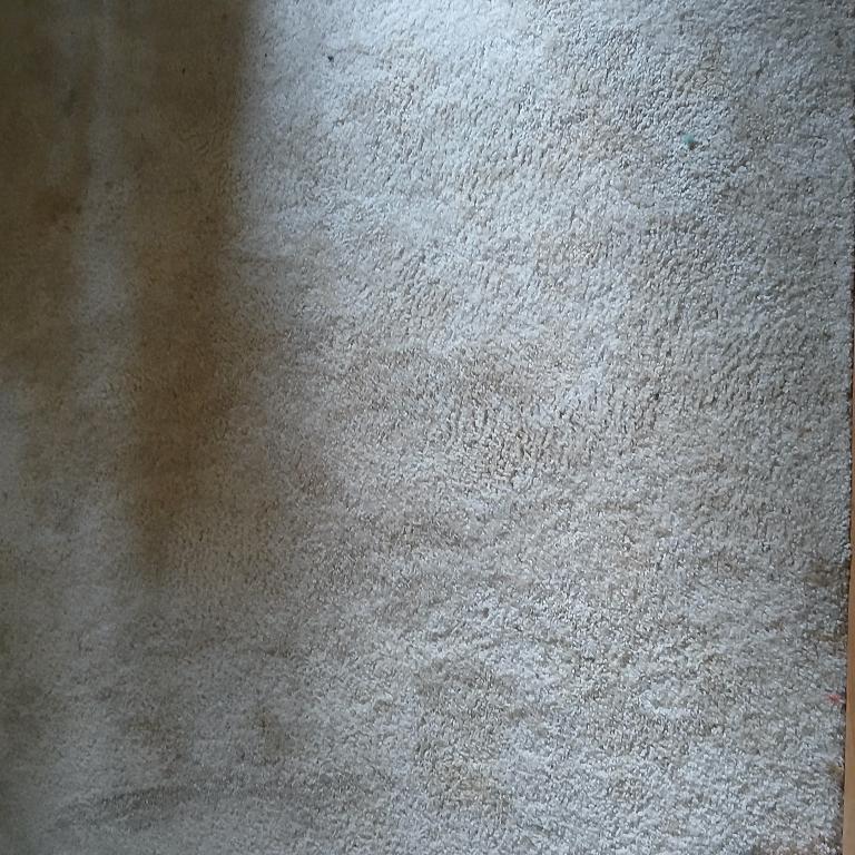 Carpet shampooing in Cleveland - Image 1
