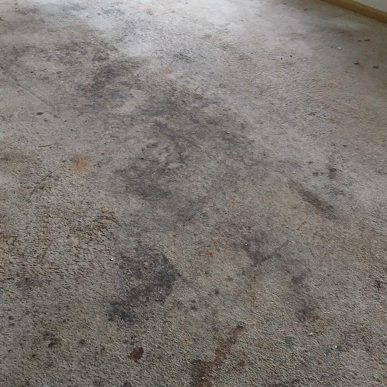 Carpet shampooing in Cleveland - Image 2