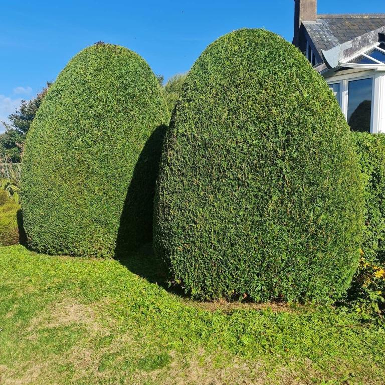 Garden maintenance in Cork - Image 3