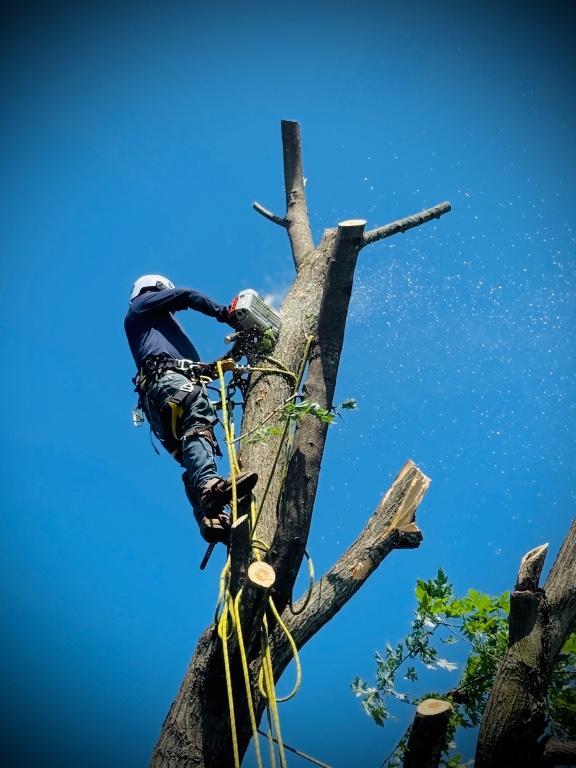 Tree removal landscaping en los Estados Unidos - Imagen 1