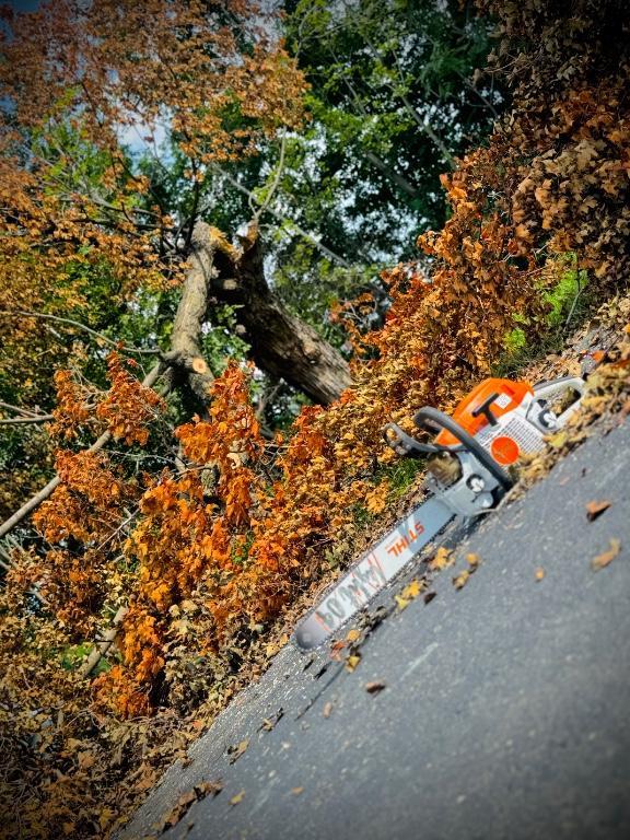 Tree removal landscaping en los Estados Unidos - Imagen 2
