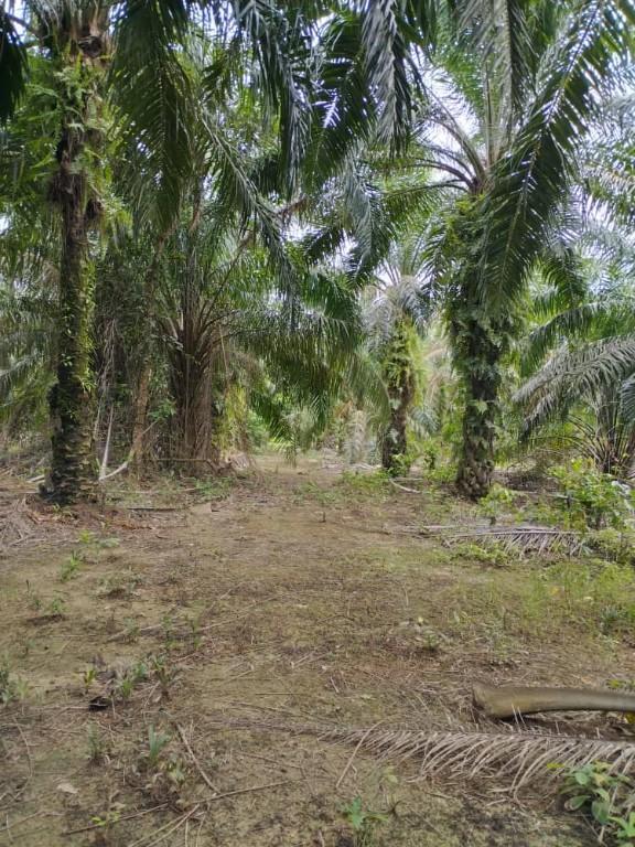 LAND FOR SALE – RARE UNIT in Putrajaya - Image 3