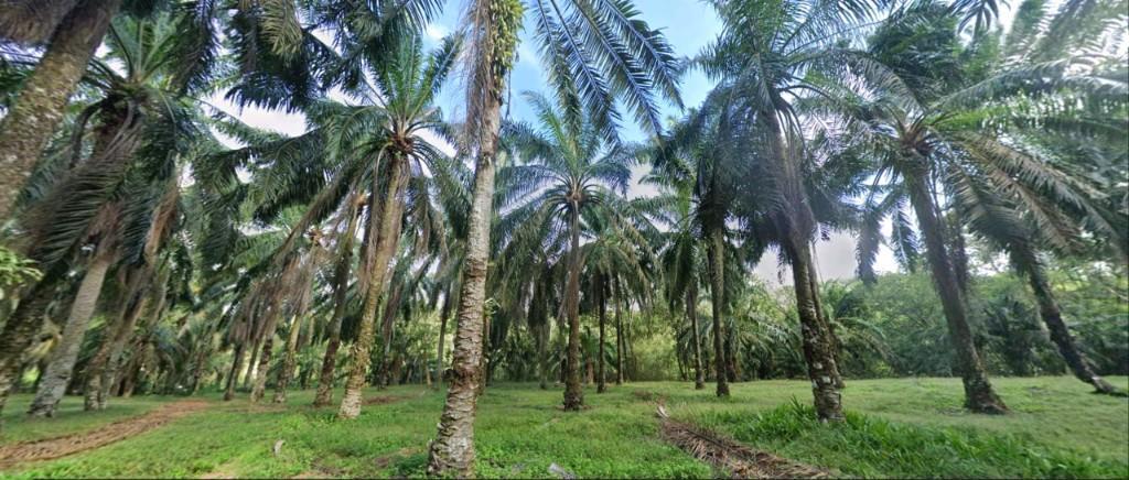 Johor Seri Alam 31 Acres Land for Sale in Johor Bahru - Image 2