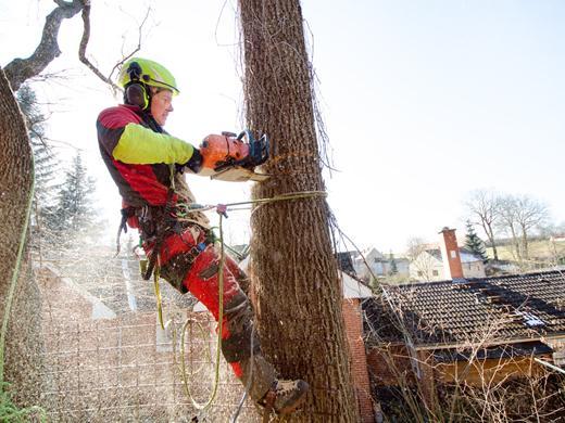Tree Surgeons Bury in Royton - Image 2