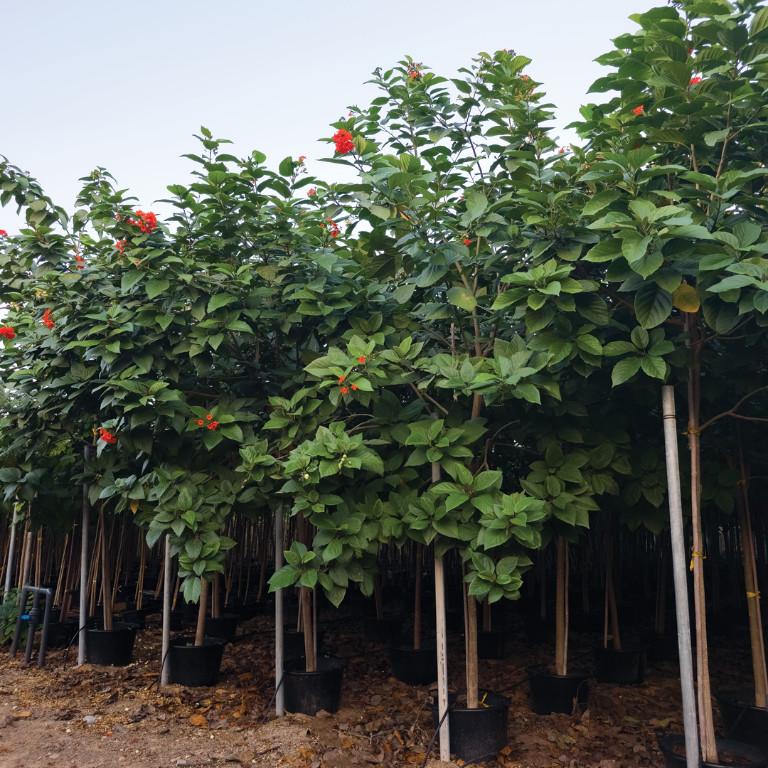 Exclusive Large Trees in Ajman - Image 1