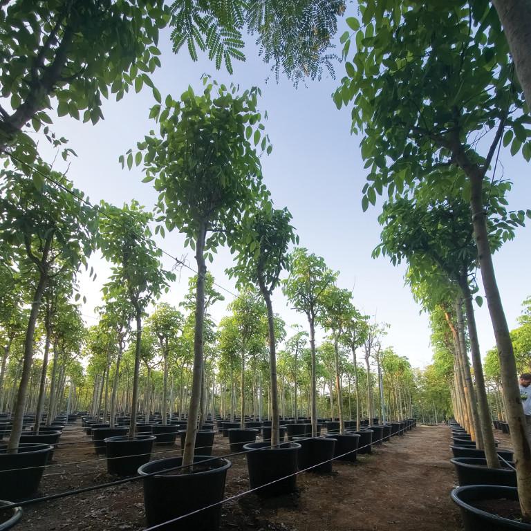 Exclusive Large Trees in Ajman - Image 2