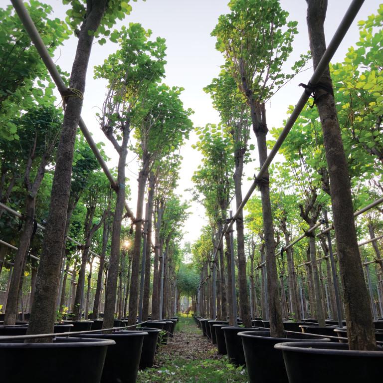 Exclusive Large Trees in Ajman - Image 3