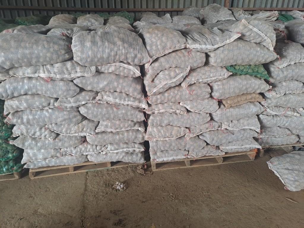 Potato Seeds Available For Sale in Pinetown - Image 3