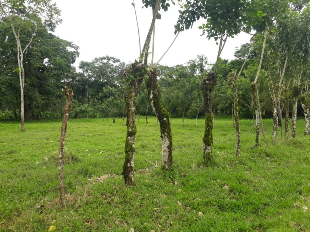 ESPECTACULAR FINCA EN SARAPIQUÍ, HEREDIA. en Desamparados - Imagen 8