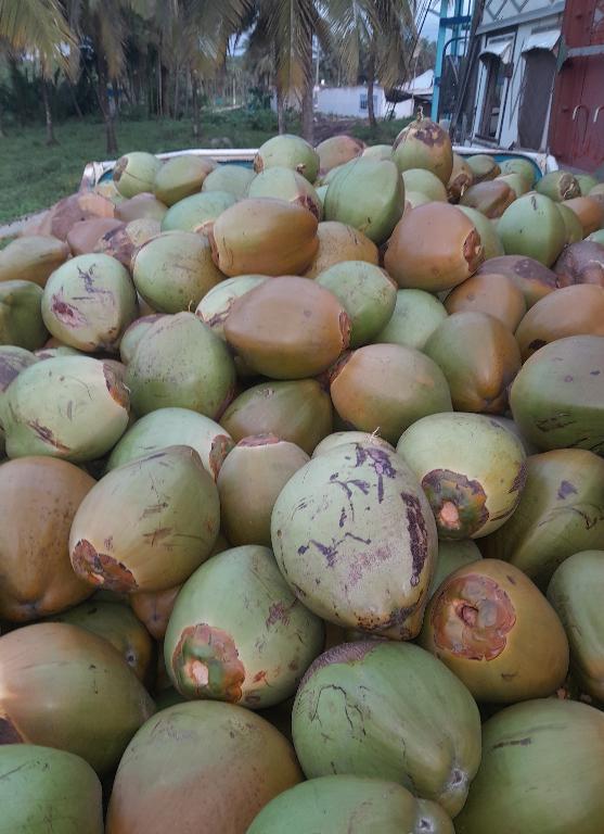 Coconut Tree Climber Needed in Shimoga - Image 2