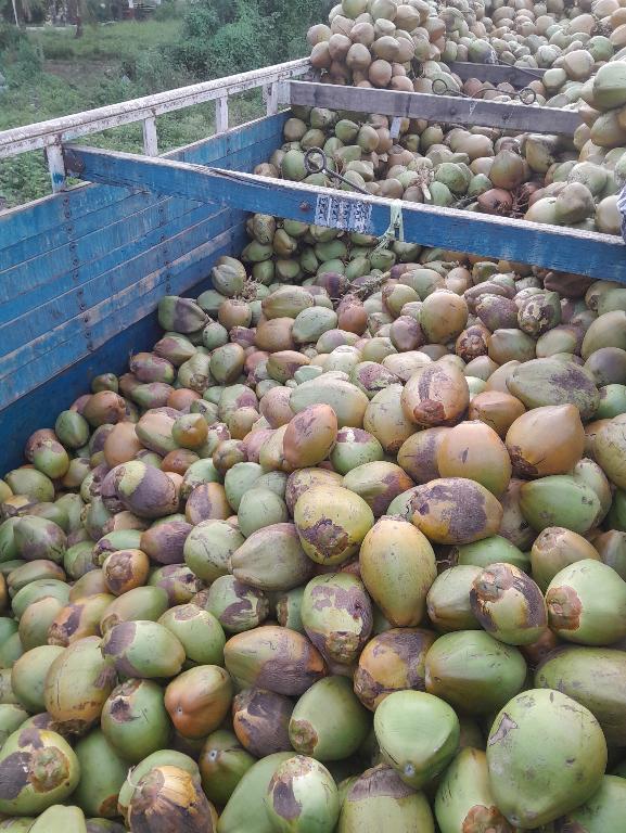 Coconut Tree Climber Needed in Shimoga - Image 3