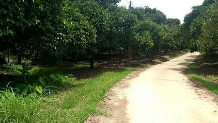130 Rai Agricultural Land for Sale Ranong Near Main Road in Ranong - Image 2