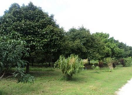 130 Rai Agricultural Land for Sale Ranong Near Main Road in Ranong - Image 3