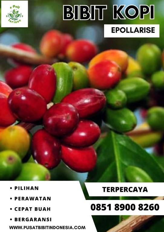 0851 8900 8260 ( Tsel ) epollarise Bibit Kopi, Bibit Kopi Robus in Indonesia - Image 4