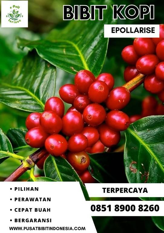 0851 8900 8260 ( Tsel ) epollarise Bibit Kopi, Bibit Kopi Robus in Indonesia - Image 3